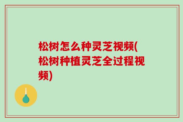 松树怎么种灵芝视频(松树种植灵芝全过程视频)