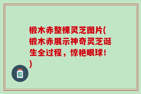 椴木赤整棵灵芝图片(椴木赤展示神奇灵芝诞生全过程，惊艳眼球！)