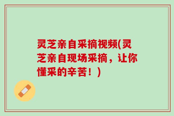 灵芝亲自采摘视频(灵芝亲自现场采摘，让你懂采的辛苦！)