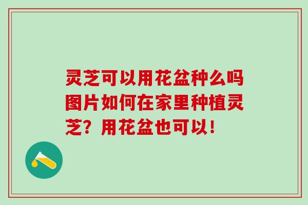 灵芝可以用花盆种么吗图片如何在家里种植灵芝？用花盆也可以！