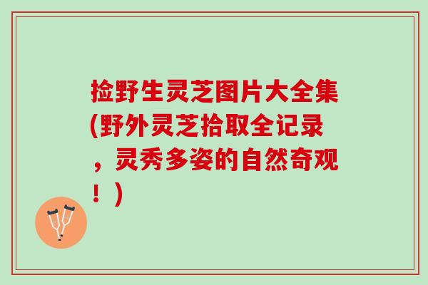捡野生灵芝图片大全集(野外灵芝拾取全记录，灵秀多姿的自然奇观！)