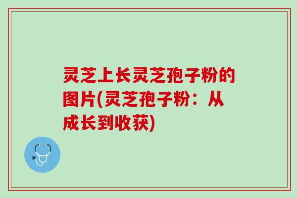 灵芝上长灵芝孢子粉的图片(灵芝孢子粉：从成长到收获)