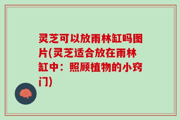 灵芝可以放雨林缸吗图片(灵芝适合放在雨林缸中：照顾植物的小窍门)