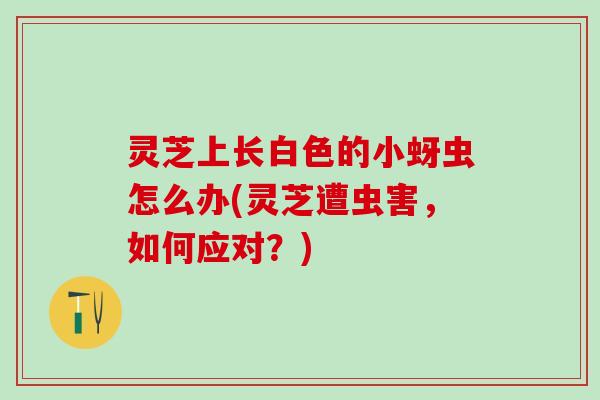 灵芝上长白色的小蚜虫怎么办(灵芝遭虫害,如何应对?) 灵芝上长白色的小蚜虫怎么办(灵芝遭虫害,如何应对?)