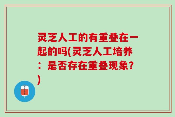 灵芝人工的有重叠在一起的吗(灵芝人工培养：是否存在重叠现象？)