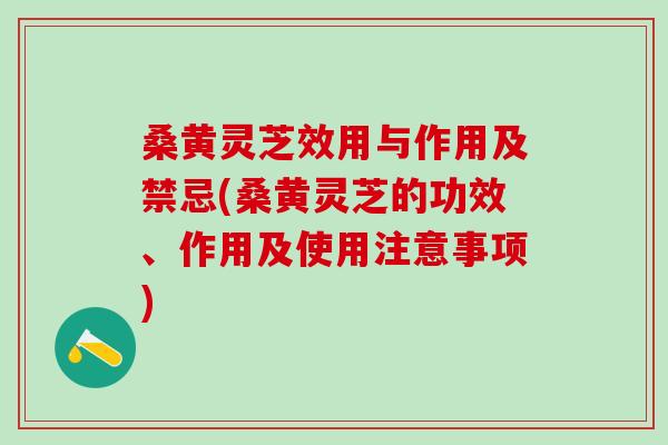桑黄灵芝效用与作用及禁忌(桑黄灵芝的功效、作用及使用注意事项)