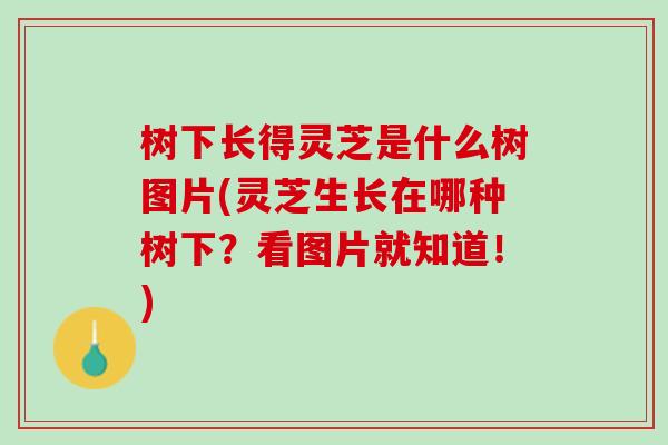 树下长得灵芝是什么树图片(灵芝生长在哪种树下?看图片就知道!) 树下长得灵芝是什么树图片(灵芝生长在哪种树下?看图片就知道!)