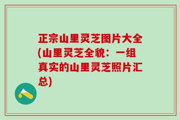 正宗山里灵芝图片大全(山里灵芝全貌：一组真实的山里灵芝照片汇总)