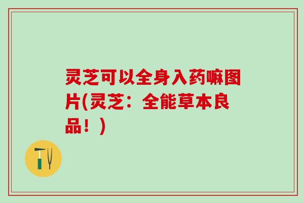 灵芝可以全身入药嘛图片(灵芝：全能草本良品！)