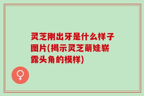 灵芝刚出牙是什么样子图片(揭示灵芝萌娃崭露头角的模样) 灵芝刚出牙是什么样子图片(揭示灵芝萌娃崭露头角的模样)