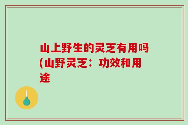 山上野生的灵芝有用吗(山野灵芝：功效和用途