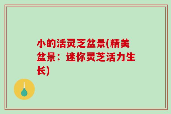 小的活灵芝盆景(精美盆景:迷你灵芝活力生长) 小的活灵芝盆景(精美盆景:迷你灵芝活力生长)