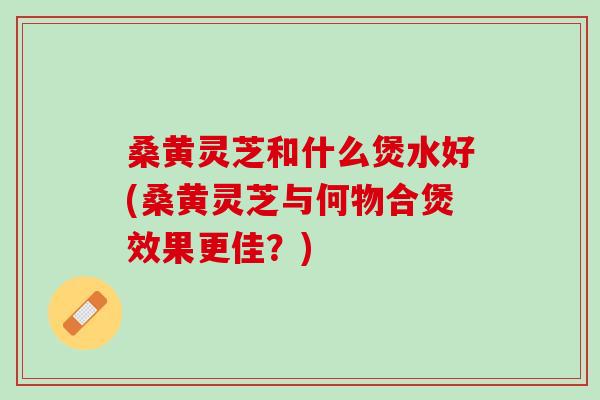 桑黄灵芝和什么煲水好(桑黄灵芝与何物合煲效果更佳？)
