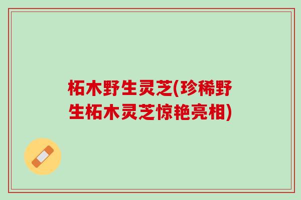 柘木野生灵芝(珍稀野生柘木灵芝惊艳亮相)