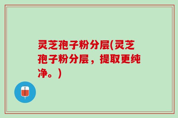 灵芝孢子粉分层(灵芝孢子粉分层,提取更纯净。) 灵芝孢子粉分层(灵芝孢子粉分层,提取更纯净。)
