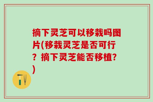 摘下灵芝可以移栽吗图片(移栽灵芝是否可行？摘下灵芝能否移植？)