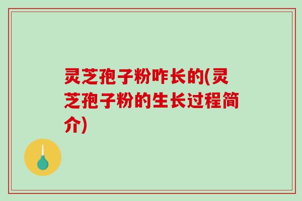 灵芝孢子粉咋长的(灵芝孢子粉的生长过程简介)