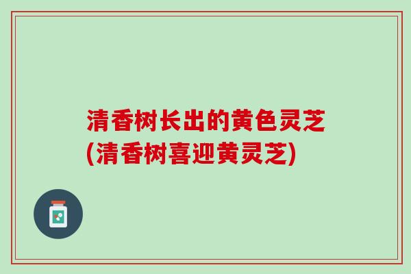清香树长出的黄色灵芝(清香树喜迎黄灵芝)