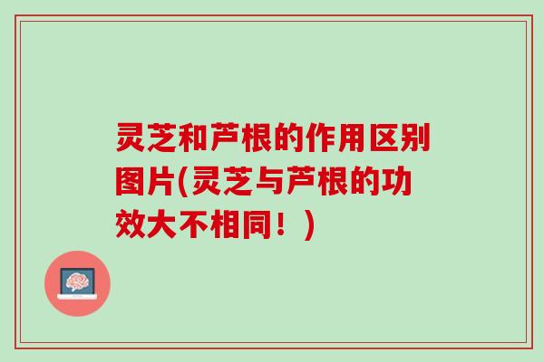 灵芝和芦根的作用区别图片(灵芝与芦根的功效大不相同!) 灵芝和芦根的作用区别图片(灵芝与芦根的功效大不相同!)