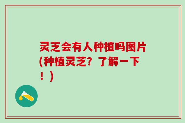 灵芝会有人种植吗图片(种植灵芝？了解一下！)