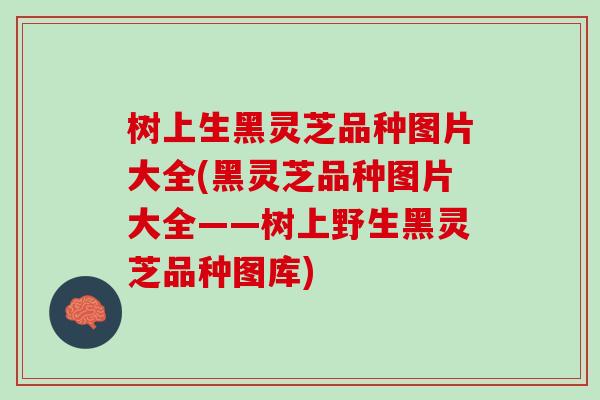 树上生黑灵芝品种图片大全(黑灵芝品种图片大全——树上野生黑灵芝品种图库) 树上生黑灵芝品种图片大全(黑灵芝品种图片大全——树上野生黑灵芝品种图库)