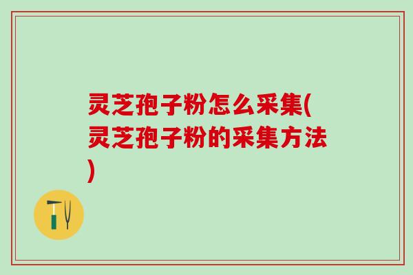 灵芝孢子粉怎么采集(灵芝孢子粉的采集方法)