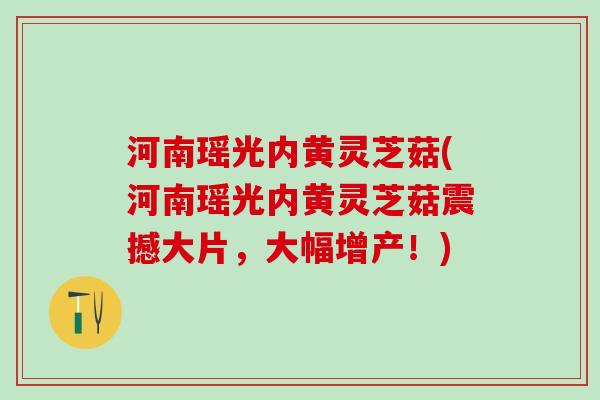 河南瑶光内黄灵芝菇(河南瑶光内黄灵芝菇震撼大片,大幅增产!) 河南瑶光内黄灵芝菇(河南瑶光内黄灵芝菇震撼大片,大幅增产!)