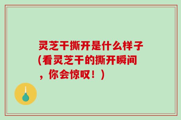 灵芝干撕开是什么样子(看灵芝干的撕开瞬间，你会惊叹！)