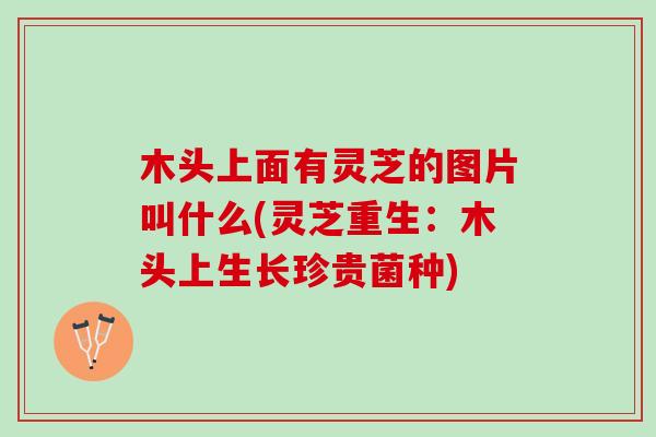 木头上面有灵芝的图片叫什么(灵芝重生：木头上生长珍贵菌种)