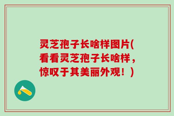 灵芝孢子长啥样图片(看看灵芝孢子长啥样,惊叹于其美丽外观!) 灵芝孢子长啥样图片(看看灵芝孢子长啥样,惊叹于其美丽外观!)