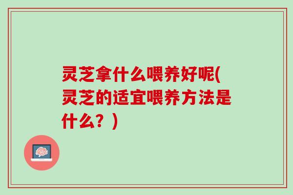 灵芝拿什么喂养好呢(灵芝的适宜喂养方法是什么？)