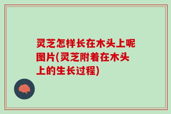 灵芝怎样长在木头上呢图片(灵芝附着在木头上的生长过程)