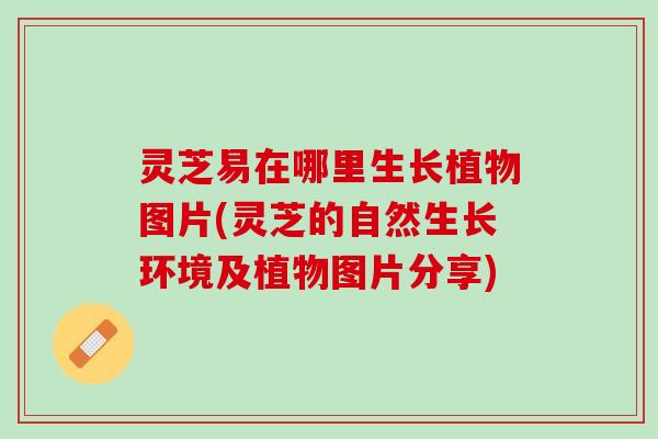 灵芝易在哪里生长植物图片(灵芝的自然生长环境及植物图片分享)