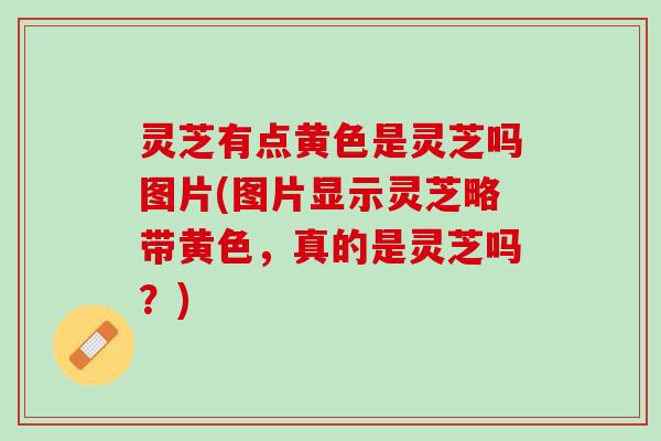 灵芝有点黄色是灵芝吗图片(图片显示灵芝略带黄色，真的是灵芝吗？)