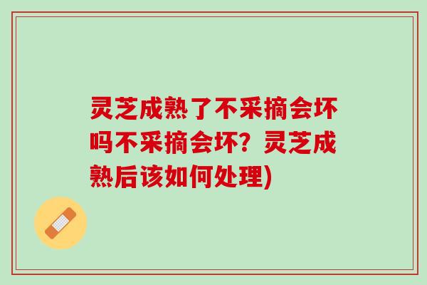 灵芝成熟了不采摘会坏吗不采摘会坏？灵芝成熟后该如何处理)