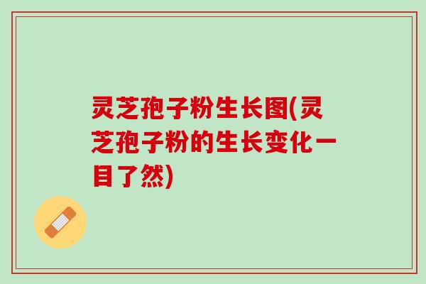 灵芝孢子粉生长图(灵芝孢子粉的生长变化一目了然)