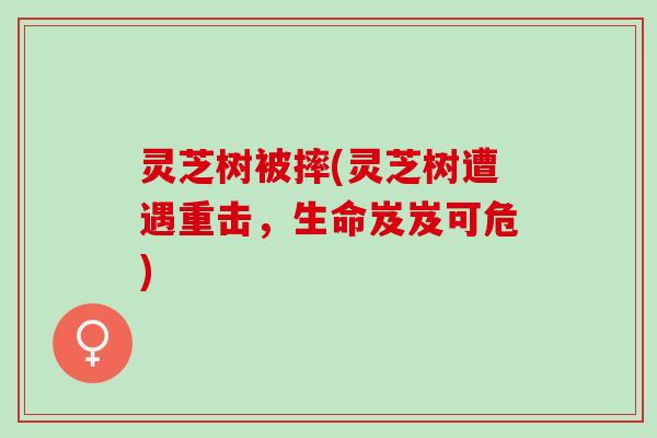 灵芝树被摔(灵芝树遭遇重击,生命岌岌可危) 灵芝树被摔(灵芝树遭遇重击,生命岌岌可危)