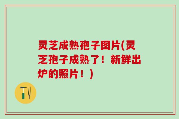 灵芝成熟孢子图片(灵芝孢子成熟了！新鲜出炉的照片！)