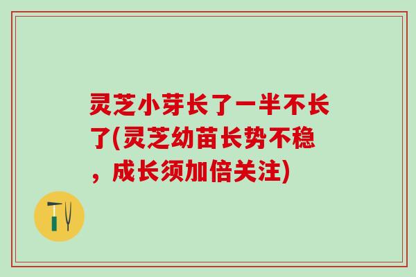 灵芝小芽长了一半不长了(灵芝幼苗长势不稳，成长须加倍关注)