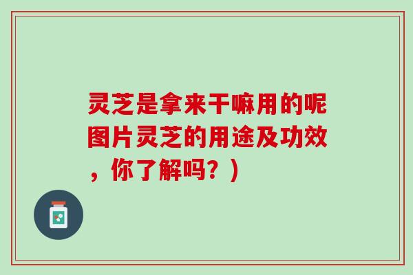 灵芝是拿来干嘛用的呢图片灵芝的用途及功效，你了解吗？)