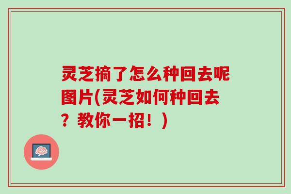 灵芝摘了怎么种回去呢图片(灵芝如何种回去？教你一招！)