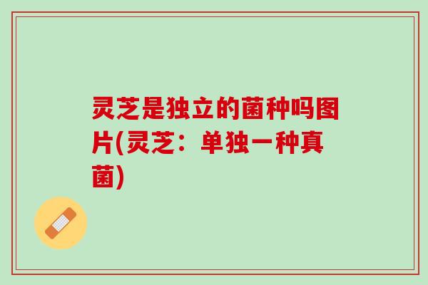 灵芝是独立的菌种吗图片(灵芝：单独一种真菌)