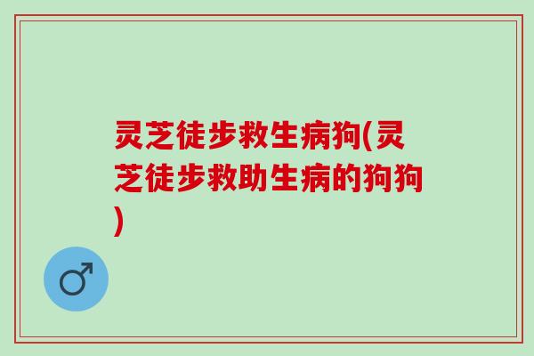灵芝徒步救生病狗(灵芝徒步救助生病的狗狗)