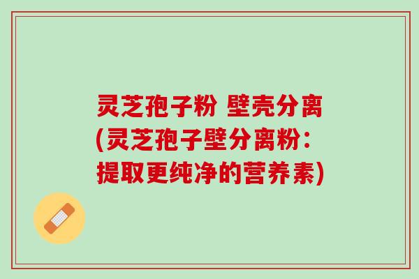灵芝孢子粉 壁壳分离(灵芝孢子壁分离粉：提取更纯净的营养素)