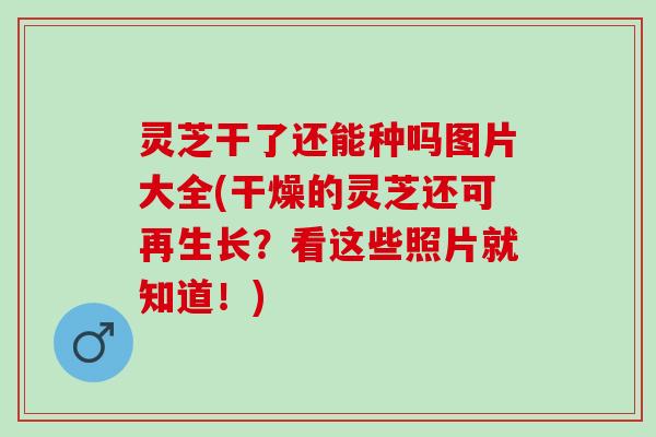灵芝干了还能种吗图片大全(干燥的灵芝还可再生长？看这些照片就知道！)