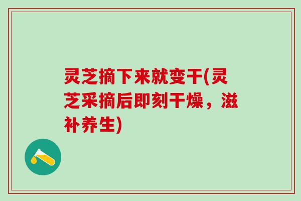 灵芝摘下来就变干(灵芝采摘后即刻干燥，滋补养生)