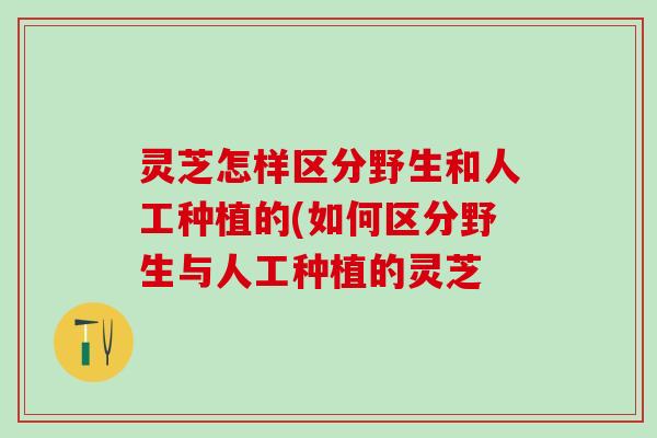 灵芝怎样区分野生和人工种植的(如何区分野生与人工种植的灵芝