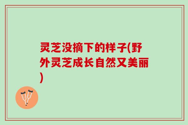 灵芝没摘下的样子(野外灵芝成长自然又美丽)