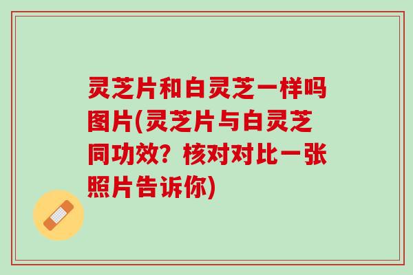 灵芝片和白灵芝一样吗图片(灵芝片与白灵芝同功效？核对对比一张照片告诉你)