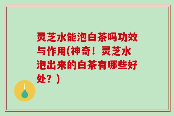 灵芝水能泡白茶吗功效与作用(神奇!灵芝水泡出来的白茶有哪些好处?) 灵芝水能泡白茶吗功效与作用(神奇!灵芝水泡出来的白茶有哪些好处?)